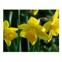Hübsche gelbe Narzissen-Blumen Postkarten