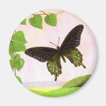 Hübscher grüner Vintager Schmetterling Magnete