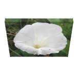 Hübscher weißer Winden-Blumen-Leinwand-Druck Gespannter Galerie Druck