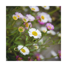 Hübsches Gänseblümchen Galerie Faltleinwand