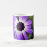 Hübsches lila Gänseblümchen Kaffee Tassen