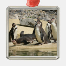 Humboldt-Pinguine Ornament
