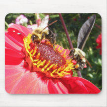 Hummel-Bienen auf Dahlie ~ mousepad