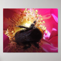 „Hummel „postieren Plakat