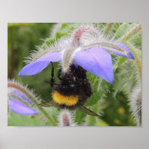 „Hummel und bourrache „postieren Plakatdruck