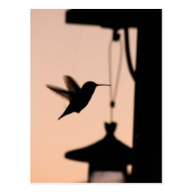 Hummingbird Postcard ポストカード