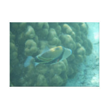 Humuhumu hawaiische Fisch-Leinwand Gespannte Galeriedrucke