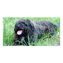 Hund im Gras Fotokarten