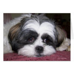 Hund Shih Tzu Karte