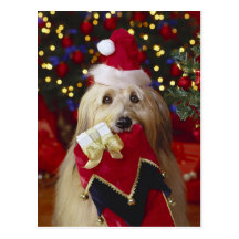 Hunde - 2 Weihnachtsgrüße Postkarten