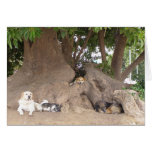 Hunde in einem Baum Grußkarten