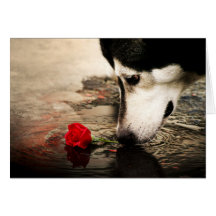 Hunde-und Rosen-Geschenk-Karte
