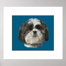 Hundedruck Shih Tzu Plakate