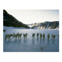 Hundeteam, Grönland Postkarten