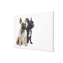 Hundetraining u. -gehorsam galerie gefaltete leinwand