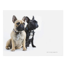Hundetraining u. -gehorsam postkarte