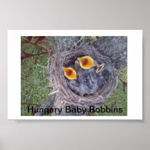 Hungary baby Robbins Poster