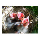 Hungrige Baby-Postkarte
