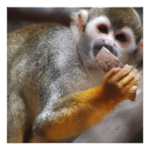 Hungrige Eichhörnchen-Affe-Einladungen