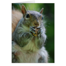 Hungrige Eichhörnchen-Gruß-Karte