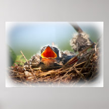Hungriger Baum-Schwalben-gewordener Vogel im Nest Posterdruck