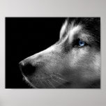 Husky-Gesicht Posterdrucke