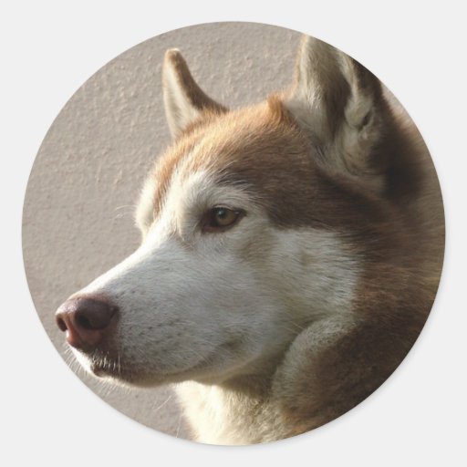 Husky-Hunde Runde Sticker