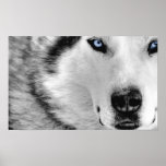Husky-Plakat