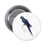 Hyacinthine Maccaw durch Edward Lear Anstecknadel
