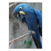 Hyazinthemacaw-Gruß-Karte