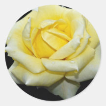 Hybride weiße Blumen Tee-Rosen-"Helmut Schmidt" Runder Sticker