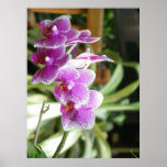 hybrider Orchideen-Blumenplakatkunst-Fotodruck
