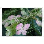 Hydrangea2 Grußkarte