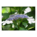 hydrangea3 grußkarte