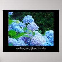 Hydrangea-Blumen-Gartenkunst druckt botanisches Plakatdruck