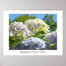 Hydrangea-Blumen-Gartenkunstdrucke Poster