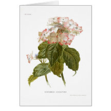 Hydrangea lindleyana karte