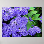 Hydrangea Posterdruck