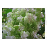 Hydrangeaeiche Karten