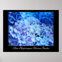 Hydrangeas-Blumen-Gartenkunst druckt botanisches Poster