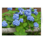 Hydrangias Karte