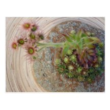 Hypertufa Flussstein in der Blume Postkarte