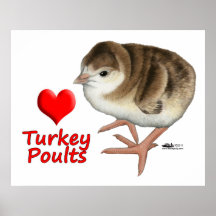 I die Liebe-Türkei-junge Geflügeltiere! Posterdrucke