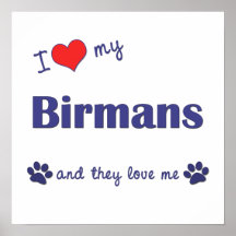 I Liebe mein Birmans (mehrfache Katzen) Poster
