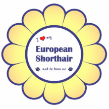I Liebe mein europäisches Shorthair (männliche Kat Fotofiguren