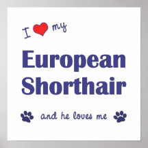 I Liebe mein europäisches Shorthair (männliche Kat Posterdruck