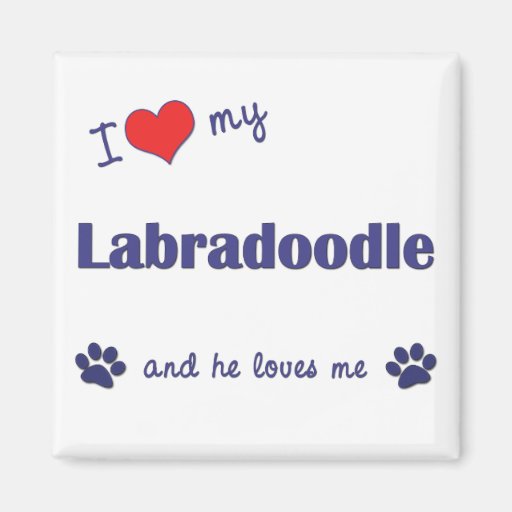 I Liebe mein Labradoodle (männlicher Hund) Kühlschrankmagnete