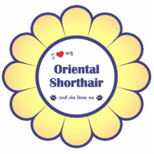 I Liebe mein orientalisches Shorthair (weibliche K Fotoskulpturen