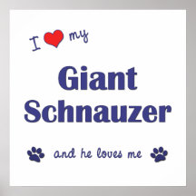 I Liebe mein riesiger Schnauzer (männlicher Hund) Posterdrucke