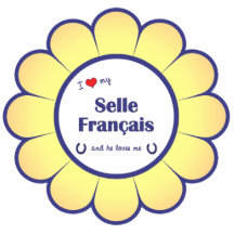 I Liebe mein Selle Francais (männliches Pferd) Photoausschnitt